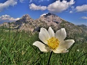 61 Pulsatilla alpina (Anemone alpino) con vista in Arera-Corna Piana